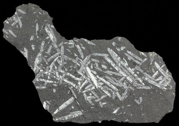 Fossil Graptolites (Didymograptus) - Great Britain #66626